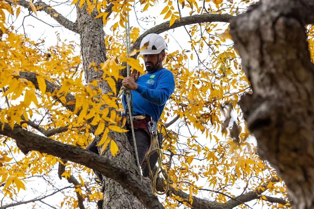 Skilled Tree Planing crew working in Elvaston